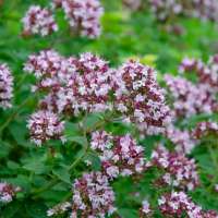 Origanum majorana