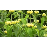 Phlomis russeliana