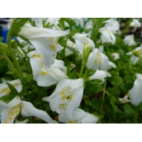 Mazus reptans'Alba' 