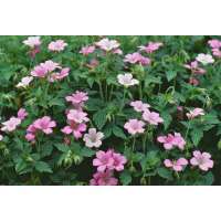 Geranium endressi'Wargrave Pink'