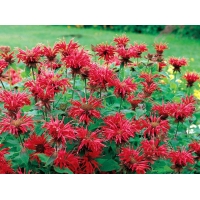 Monarda'Cambridge Scarlet' 