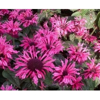 Monarda'Pink Lace'