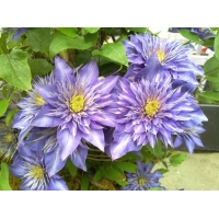 Clematis'Multi Blue' 