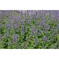 Nepeta racemosa'Superba'