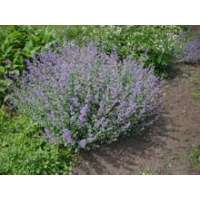 Nepeta faassenii'Grol'