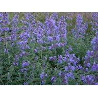 Nepeta faasenii'Six Hill's Giant' 