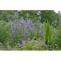 Nepeta siberica'Souvenir d'André Chaudron''