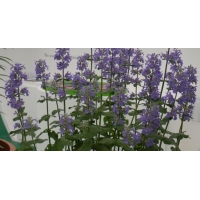 Nepeta grandiflora'Summer Magic'