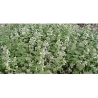 Nepeta racemosa'Snowflake'