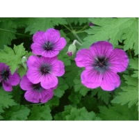 Geranium'Dragon Heart'