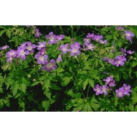 Geranium sylvaticum'Mayflower'