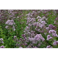 Origanum vulgare