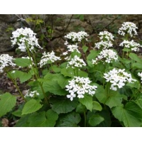 Pachyphragma macrophyllum 