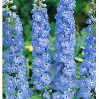 Delphinium pacific'Summer Skies'