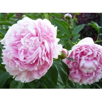 Paeonia'Sarah Bernhardt'