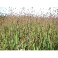 Panicum virgatum'Heiliger Hain'