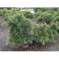 Pinus strobus'Niagara Falls' 