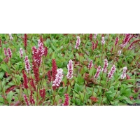 Persicaria affinis