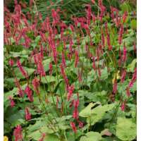 Persicaria amplexicaulis'Bonfire'