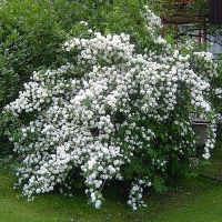 Philadelphus'Virginal' 