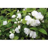 Philadelphus'Snowbelle' 