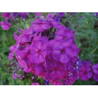 Phlox paniculata'The King'