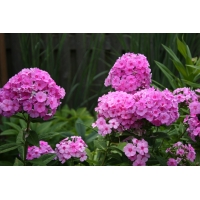 Phlox paniculata'Eva Cullum'