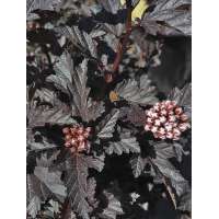 Physocarpus opulifolius'All Black' 