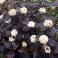 Physocarpus opulifolius'Diabolo' 