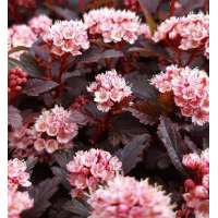 Physocarpus opulifolius'Little Joker' 