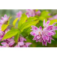 Deutzia hybride'Tourbillon Rouge' 