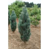 Pinus sylvestris'Fastigiata' 