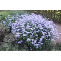 Aster frikartii'Mönch'