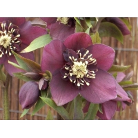 Helleborus orientalis'Double Ellen Red'