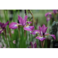 Iris sibirica'Sparkling Rose'