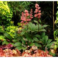 Rodgersia'Bronze Peacock' 