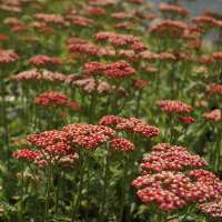 Achillea millefolium'Belle Epoque'