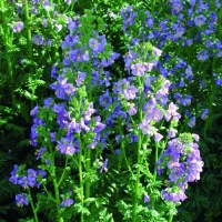 Polemonium caeruleum'Bambino Blue'