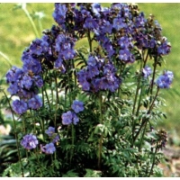 Polemonium reptans'Blue Pearl'