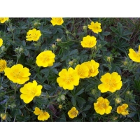 Potentilla aurea