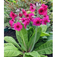 Primula pulverulenta