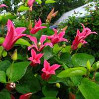 Clematis'Princess Diana' 