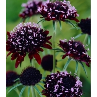 Scabiosa atropurpurea'Chili black'