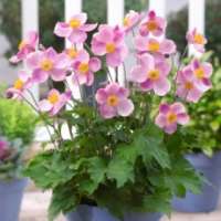 Anemone hupehensis'Little Princess'