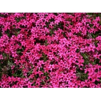 Phlox subulata'Scarlet Flame'