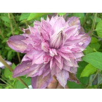 Clematis'Proteus' 