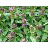 Prunella vulgaris