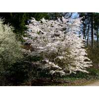 Prunus'The Bride' 