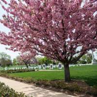 Prunus serrulata'Pink Perfection' 