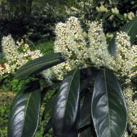 Prunus laurocerasus'Novita' 80-100cm,kluit 